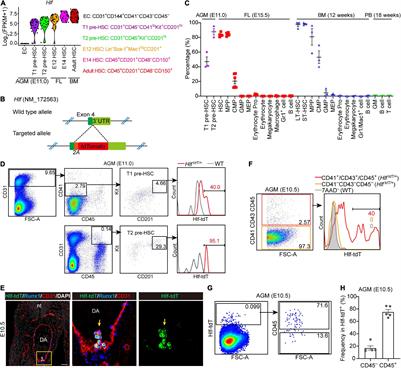 Hlf Expression Marks Early Emergence of Hematopoietic Stem Cell Precursors With Adult Repopulating Potential and Fate